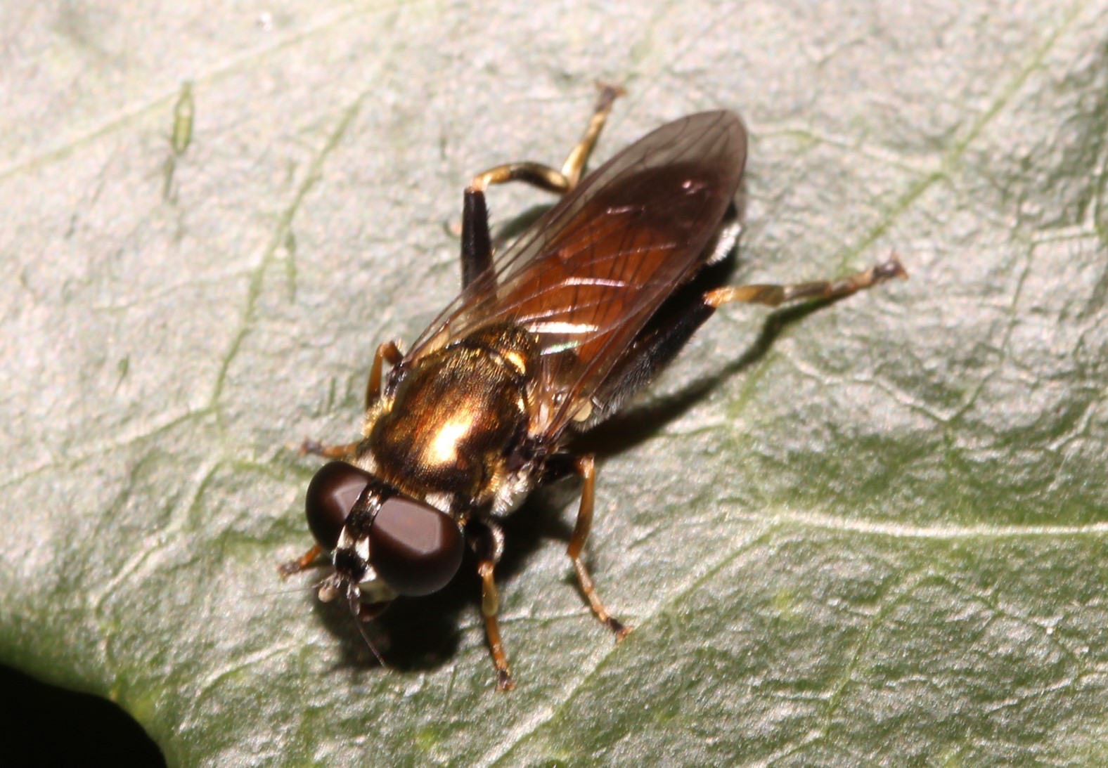 Xylota segnis, Gemeine Langbauchschwebfliege, Ausicht